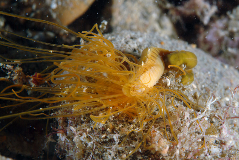 Eupolymnia nebulosa
